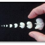 Embryo donation